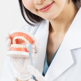 歯の模型と歯ブラシを持つ歯科衛生が予防歯科を訴求している